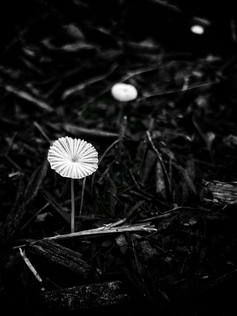The Little Umbrella