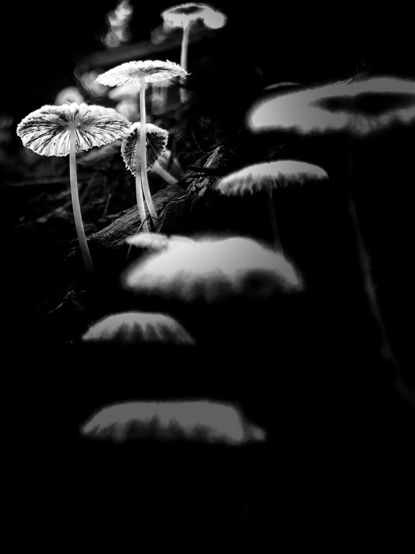 The Little Umbrella
