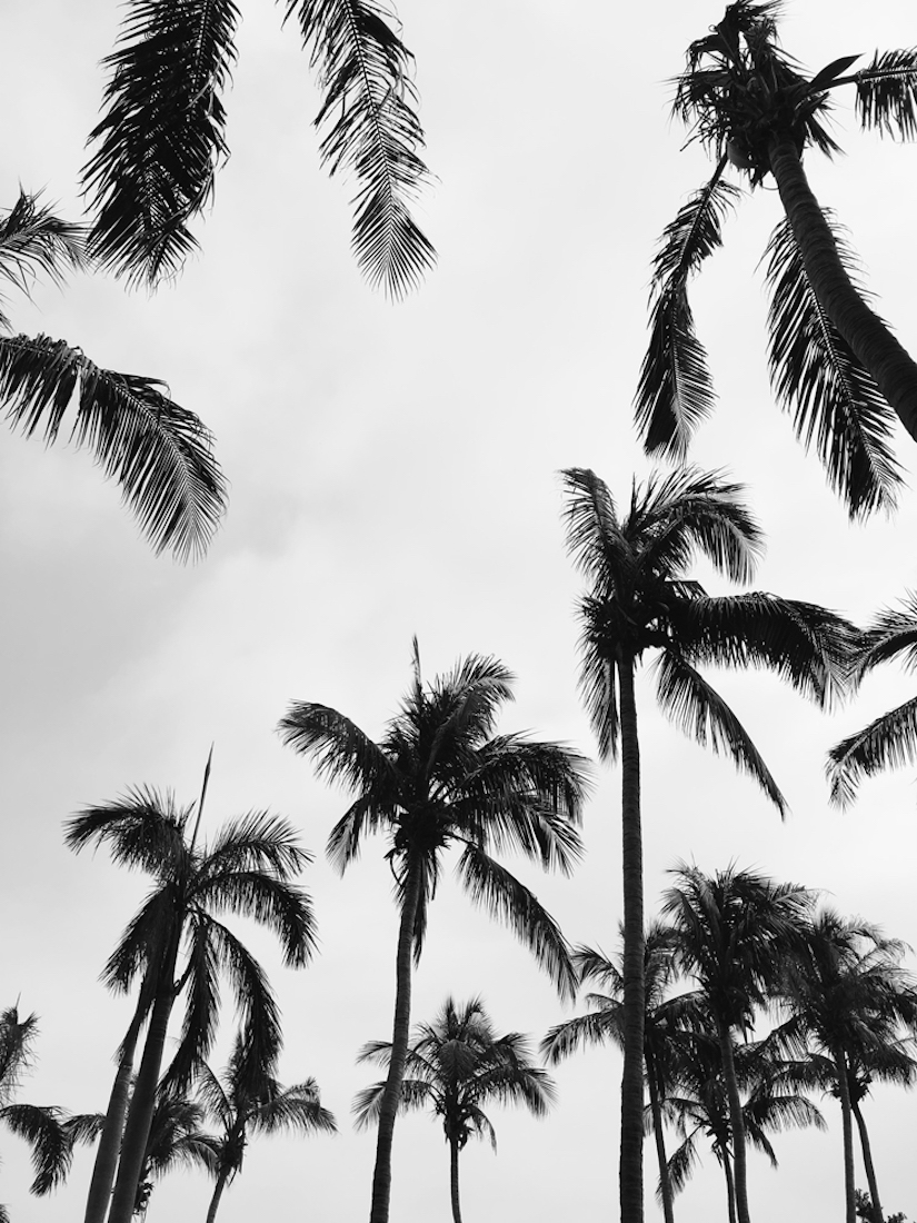 Tropical Cool