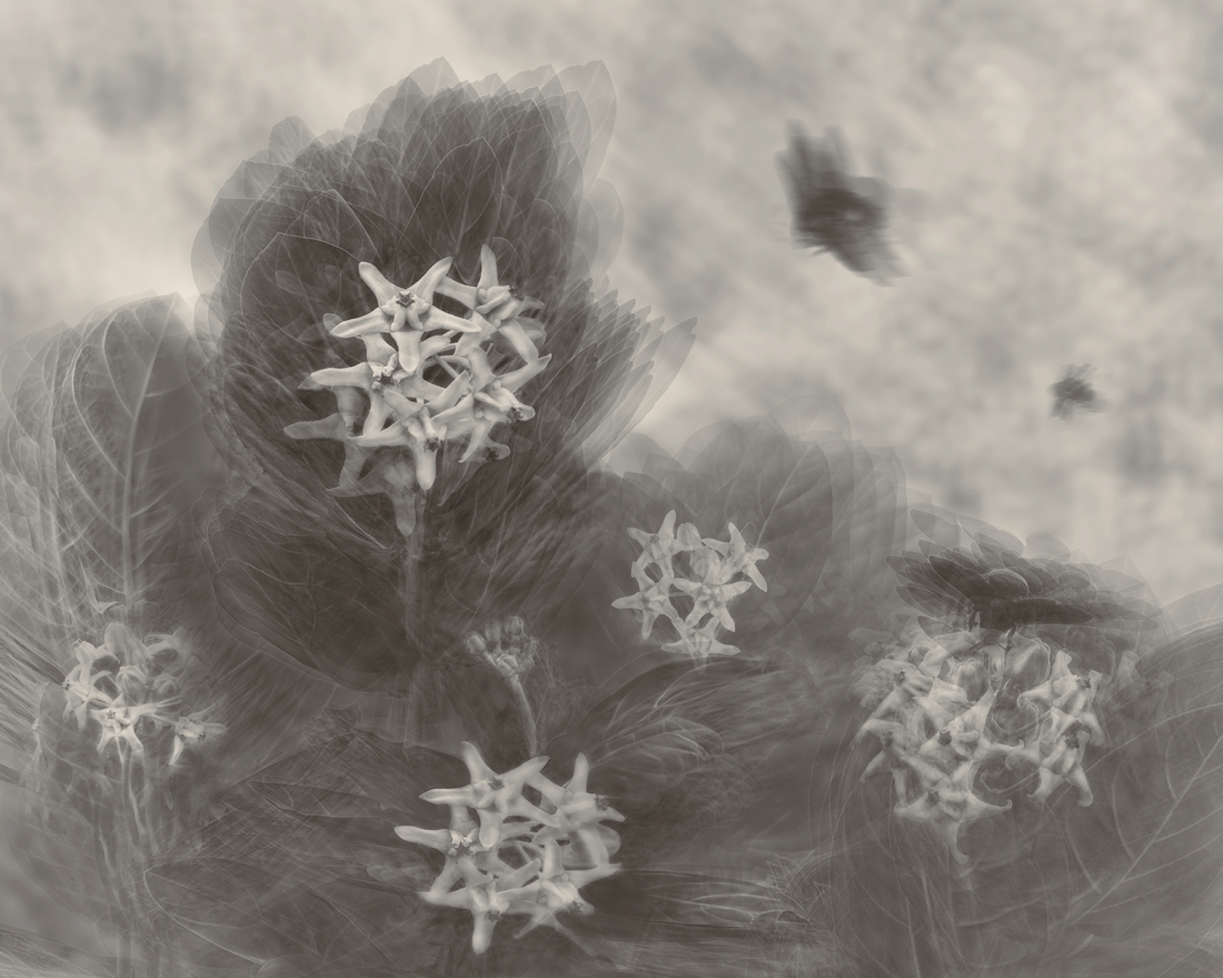 Life of Crown Flowers