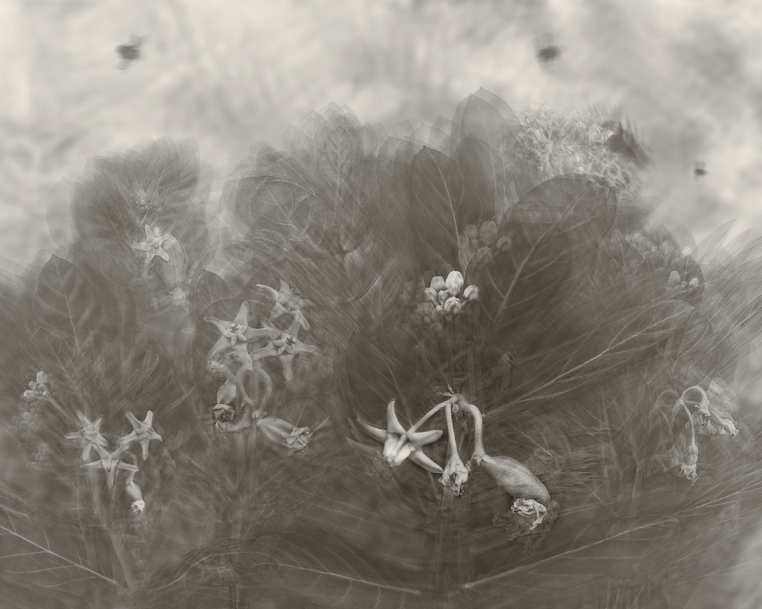 Life of Crown Flowers