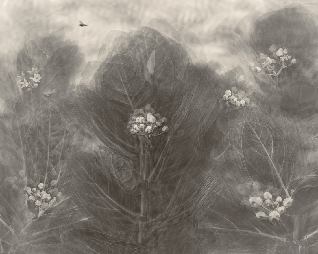 Life of Crown Flowers