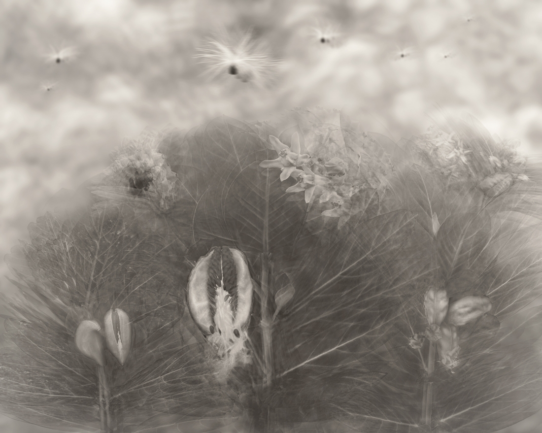 Life of Crown Flowers