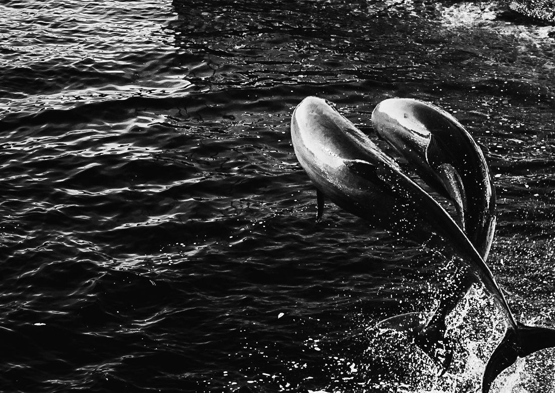 Le bal des dauphins      The ball of dolphins