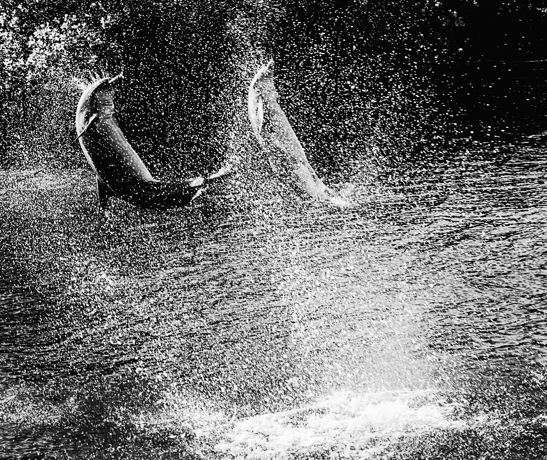 Le bal des dauphins      The ball of dolphins