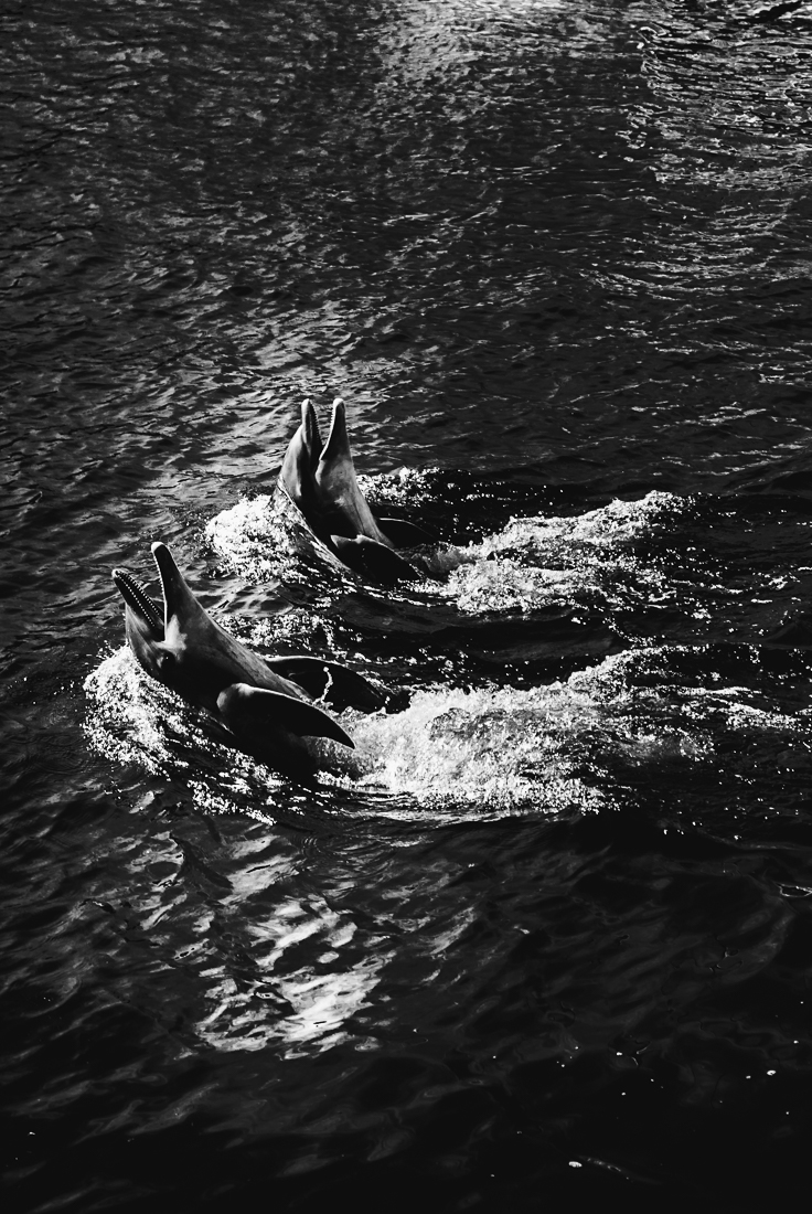 Le bal des dauphins      The ball of dolphins