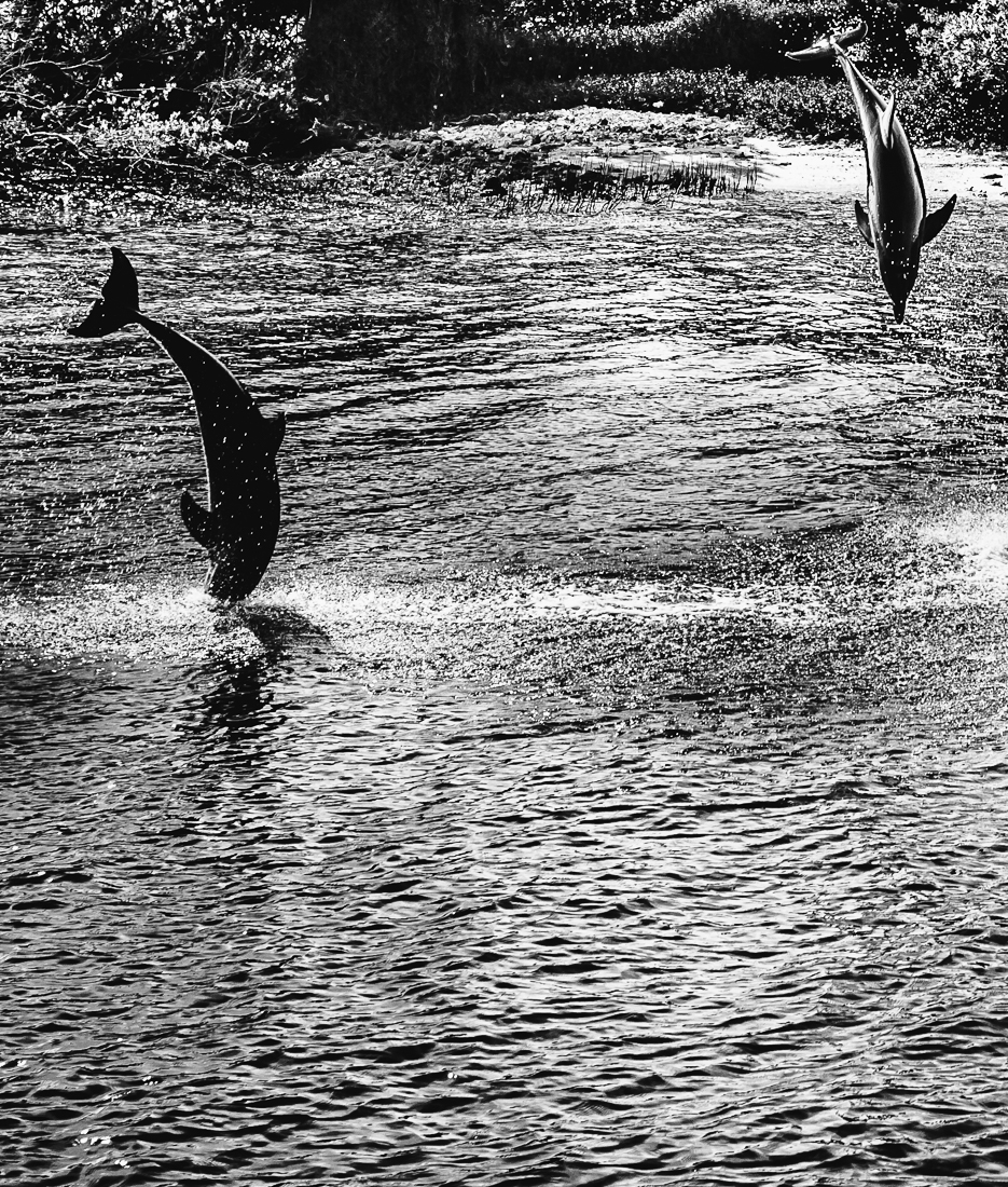 Le bal des dauphins      The ball of dolphins