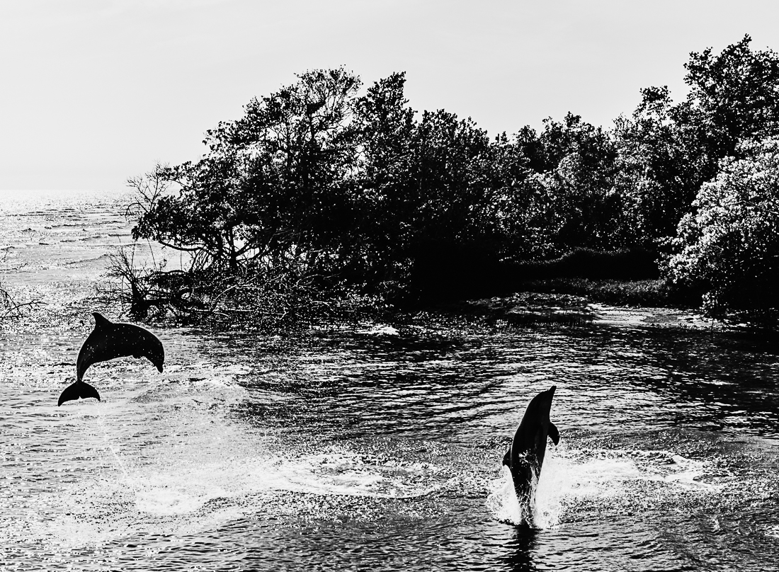 Le bal des dauphins      The ball of dolphins
