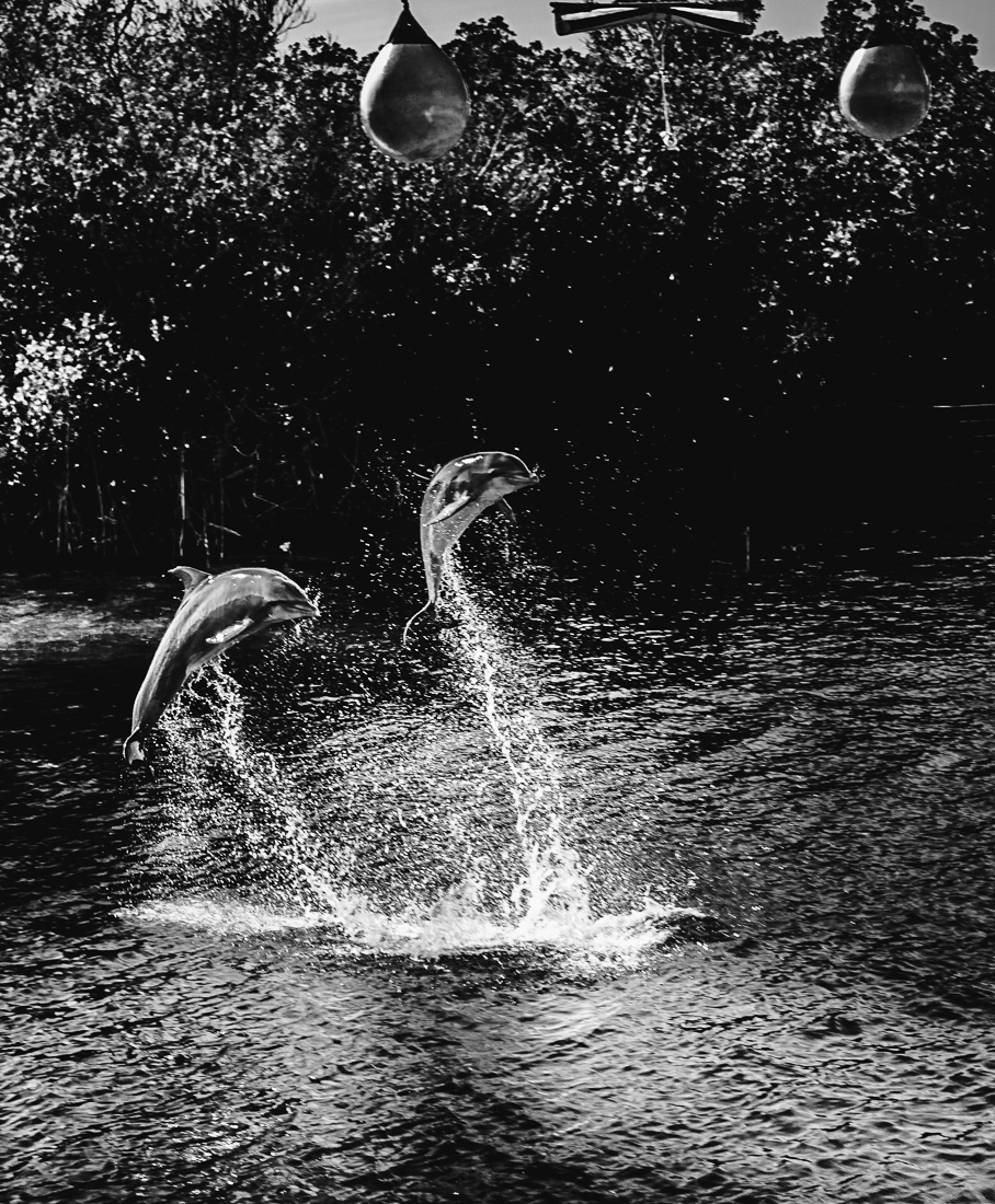 Le bal des dauphins      The ball of dolphins