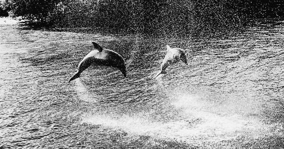 Le bal des dauphins      The ball of dolphins