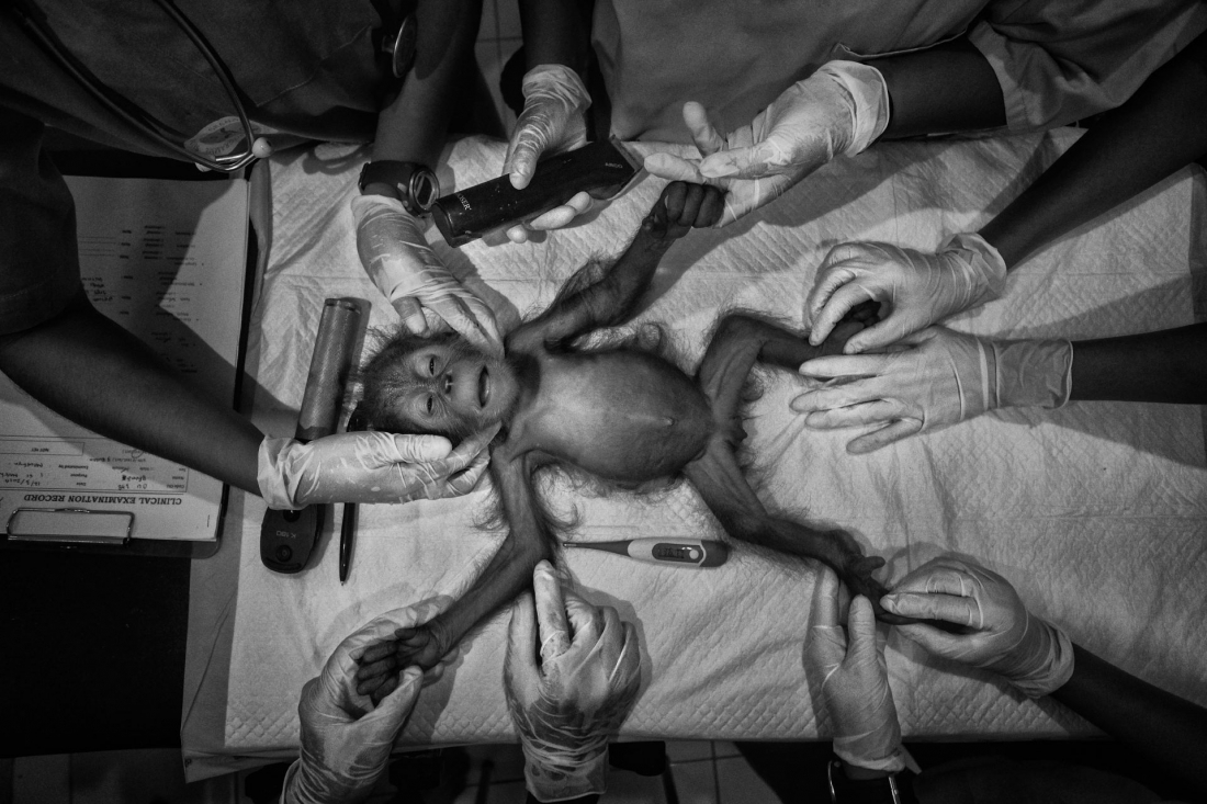 Saving Orangutans