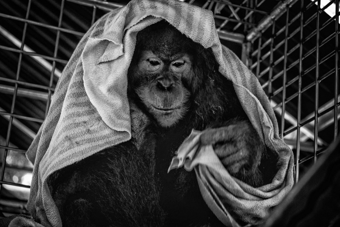 Saving Orangutans