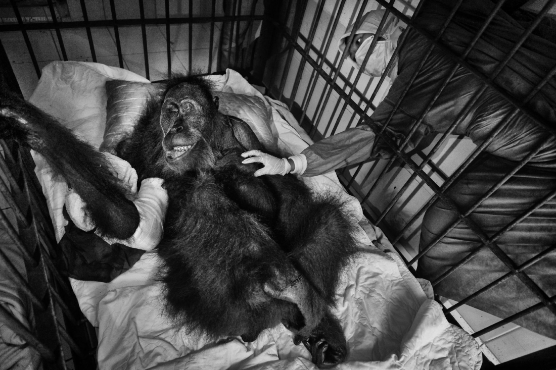 Saving Orangutans