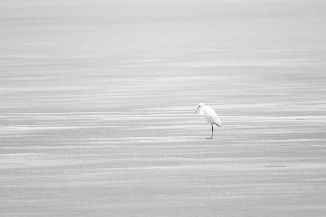 Gray Heron