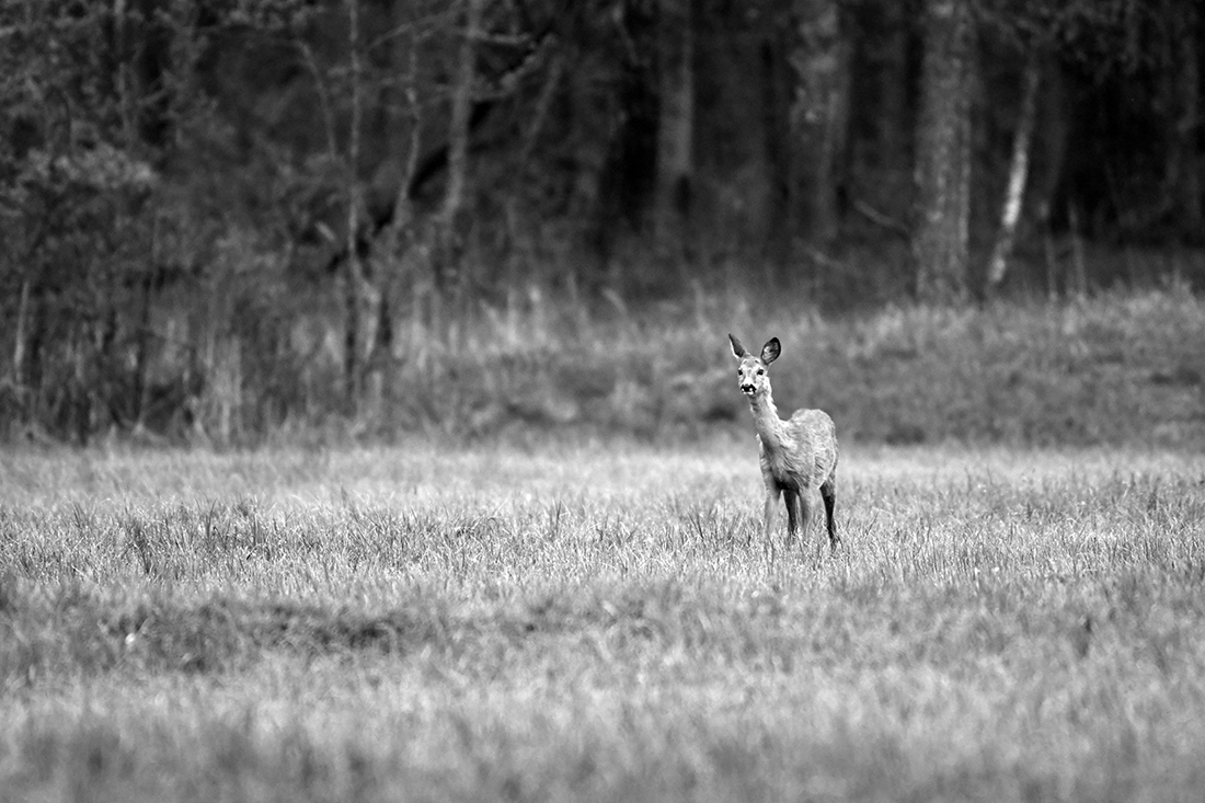 Citizens of Bialowieza Forest