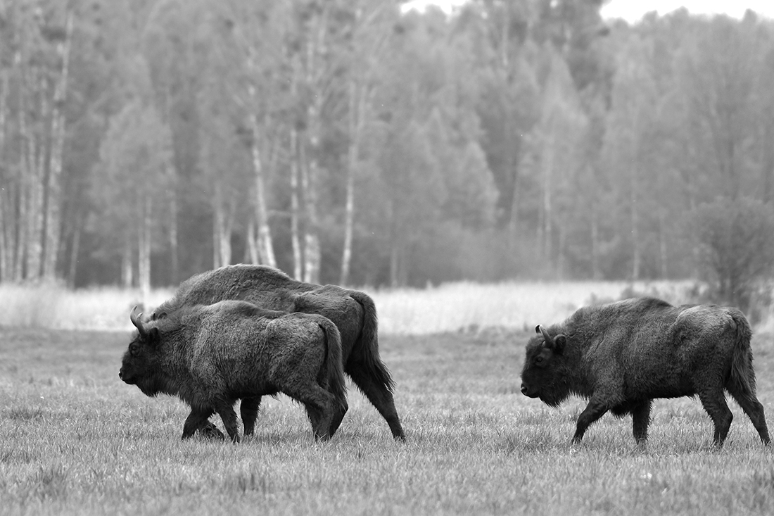 Citizens of Bialowieza Forest