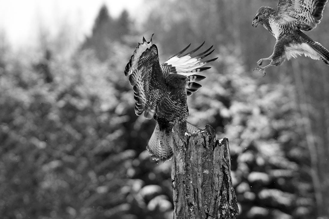 Citizens of Bialowieza Forest