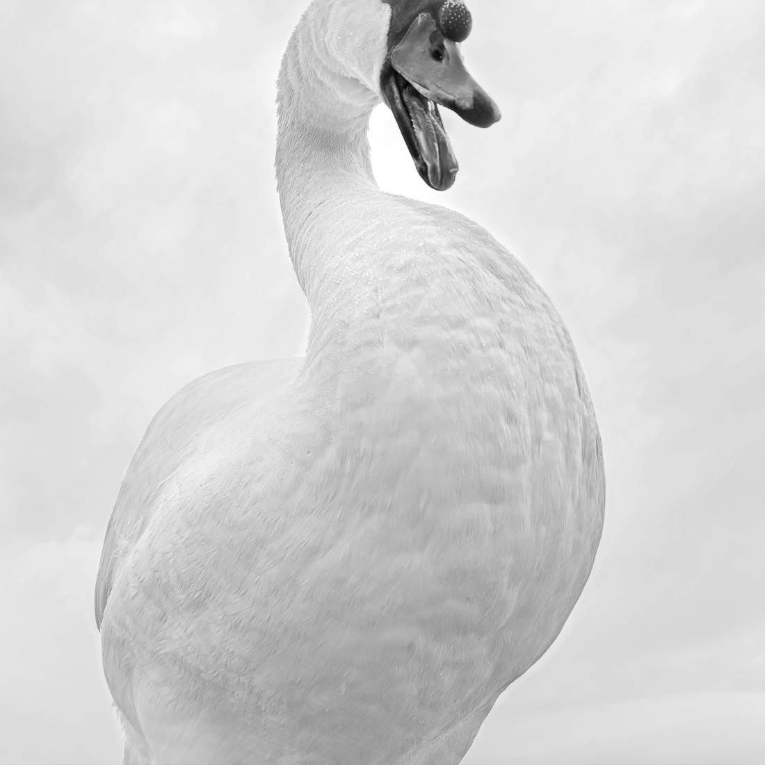 White Bird 