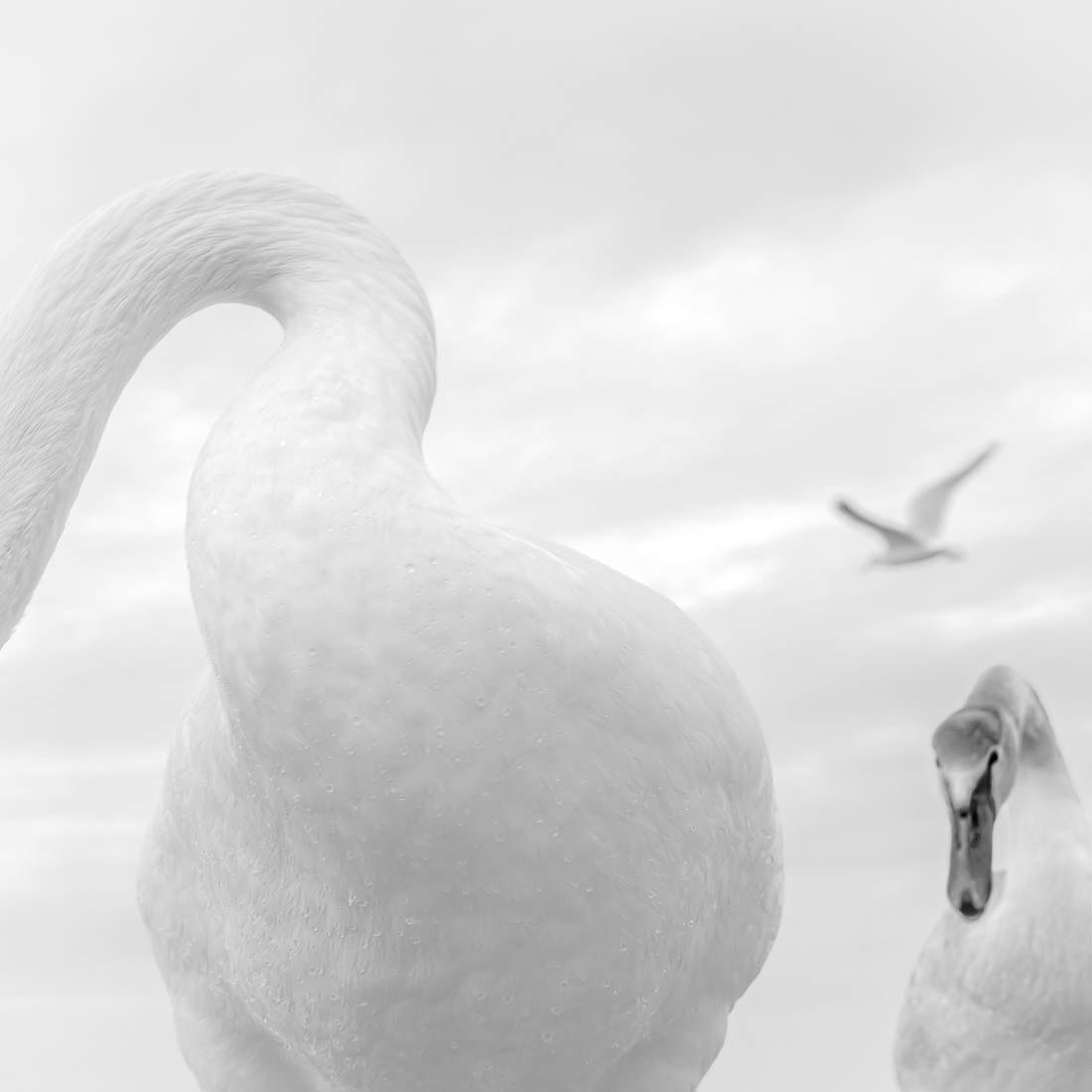 White Bird 