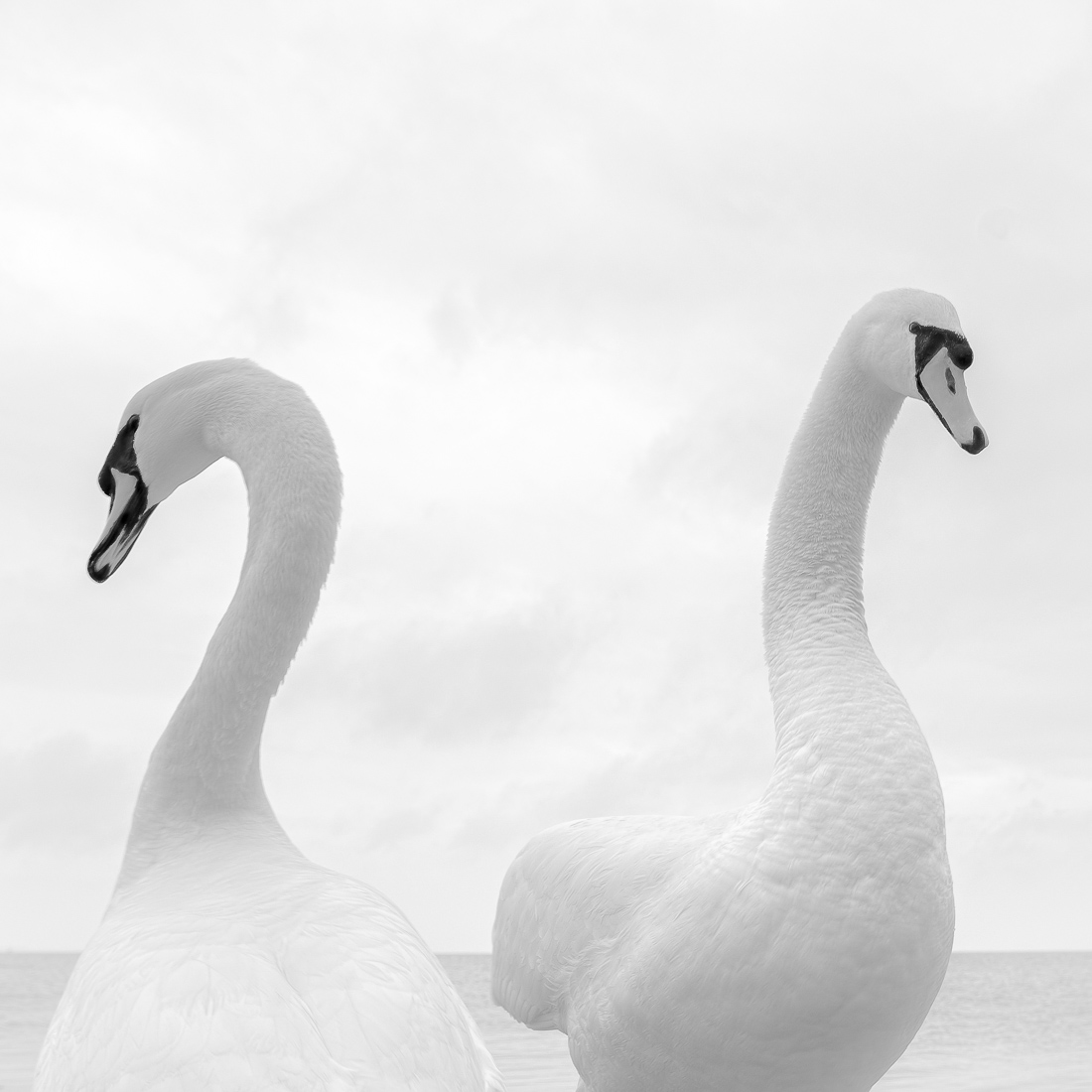 White Bird 