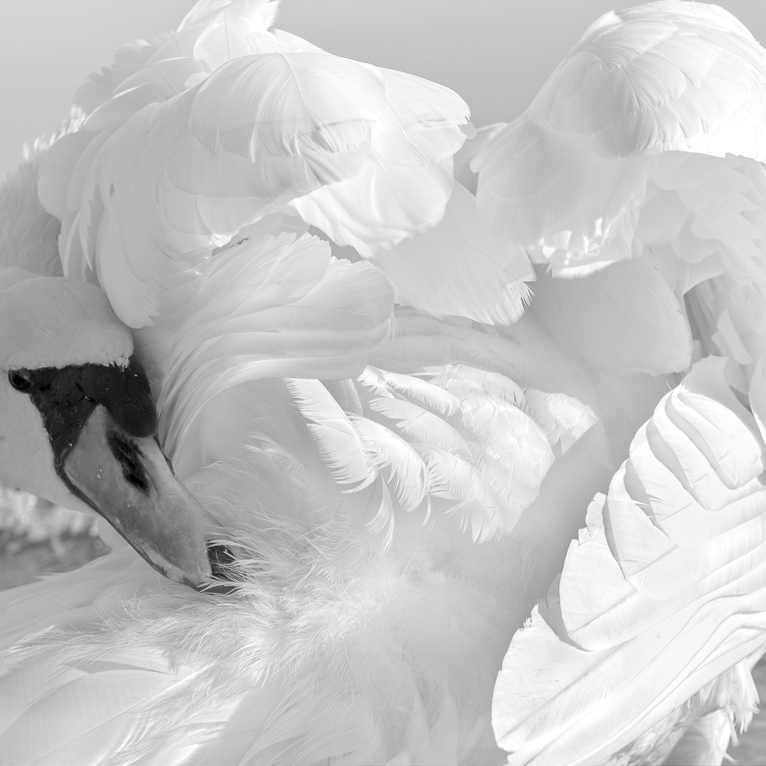 White Bird 
