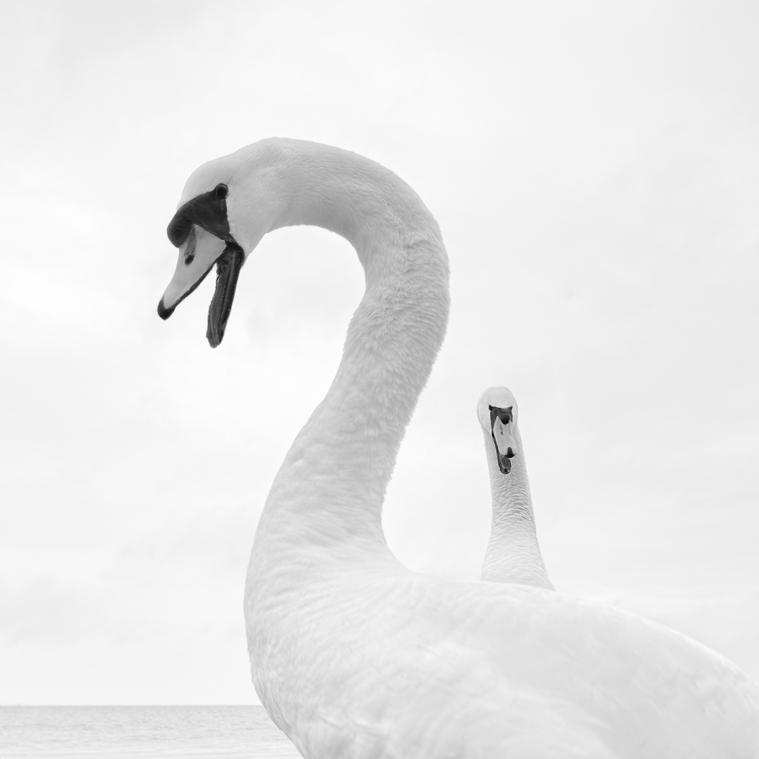 White Bird 