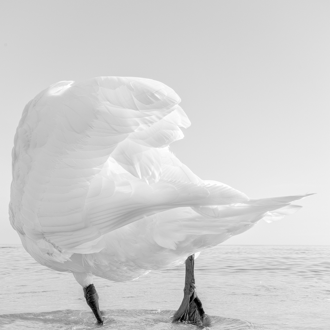 White Bird 