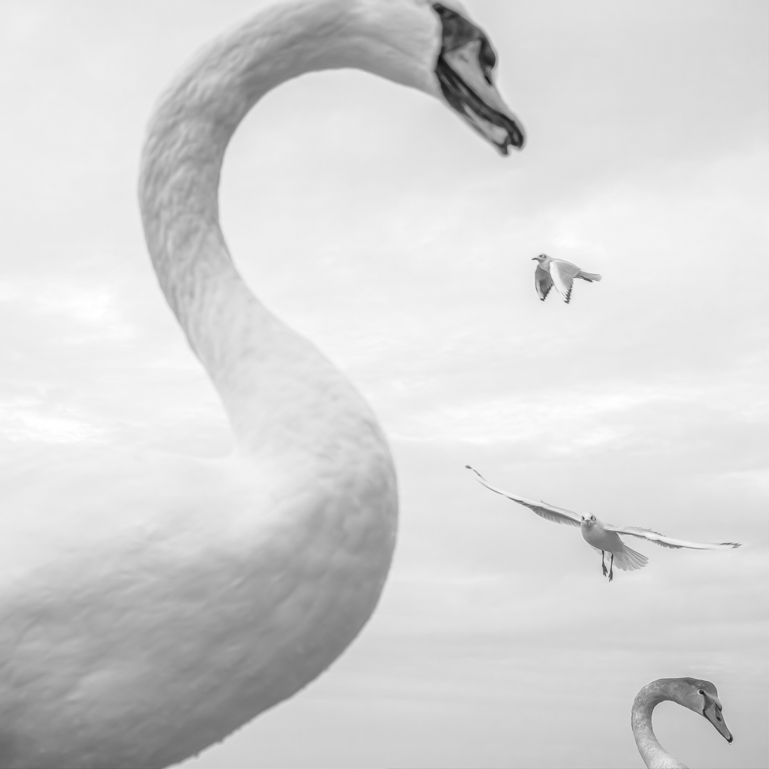 White Bird 