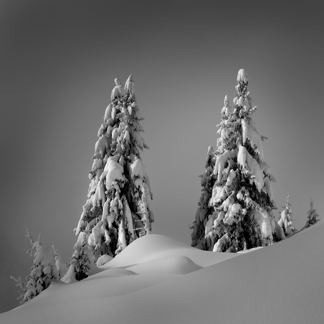 Cotton Snow