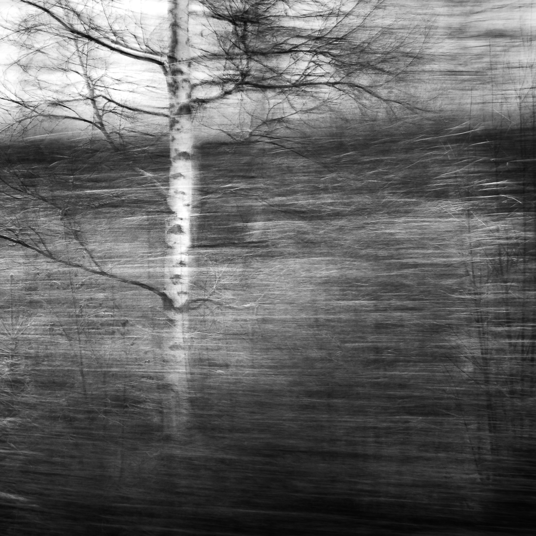 Trees