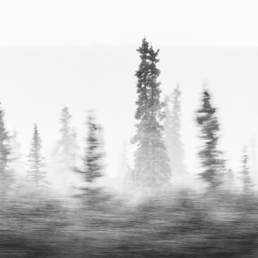 Trees