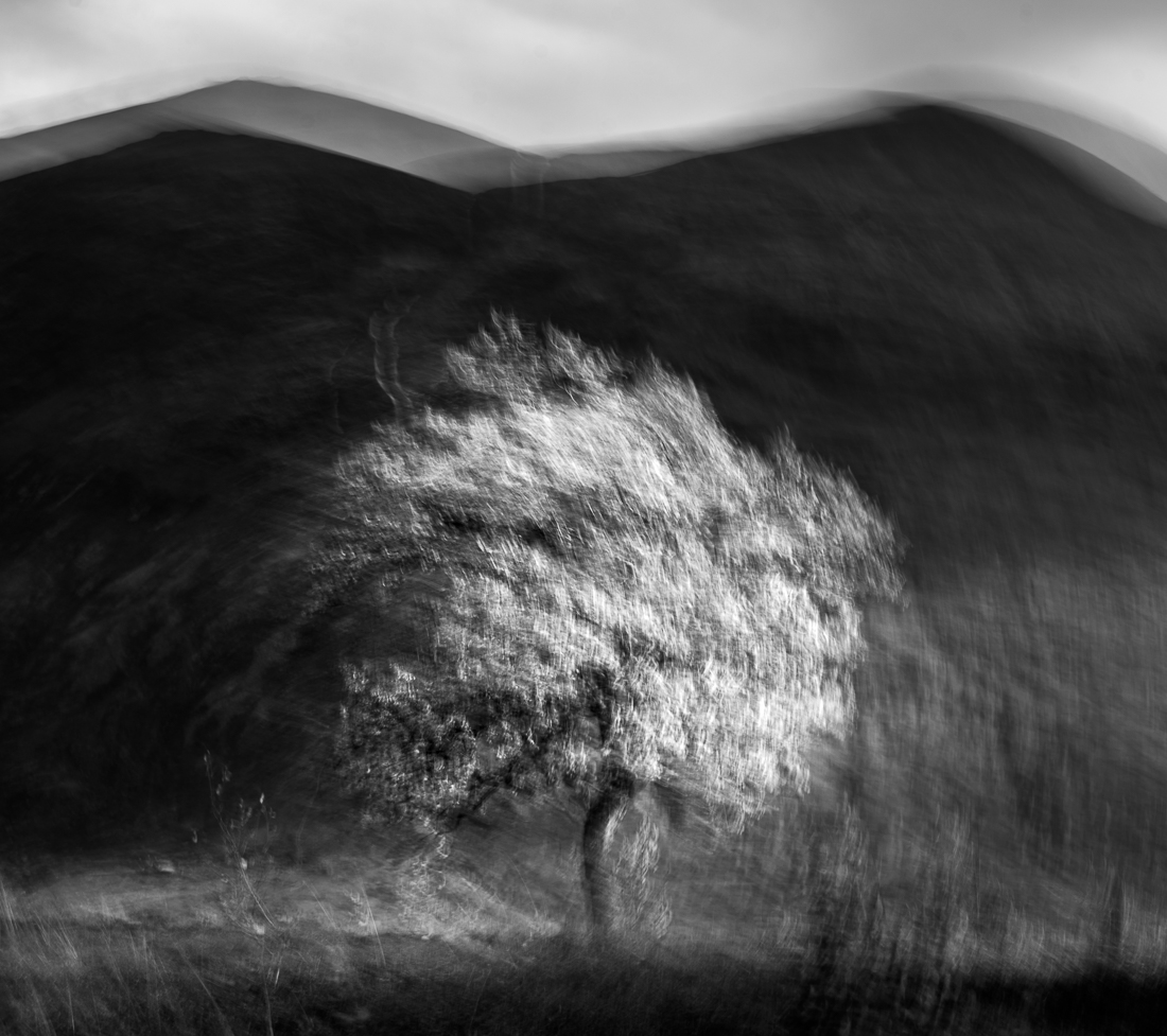 Trees