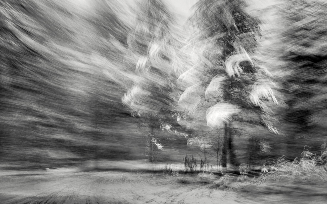 Trees