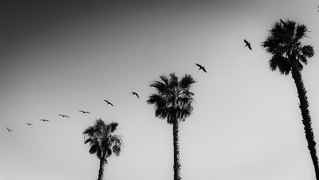 Fly away