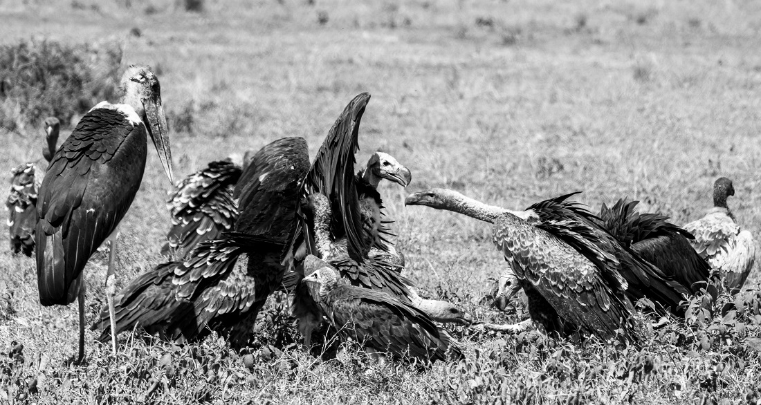 Conflicts