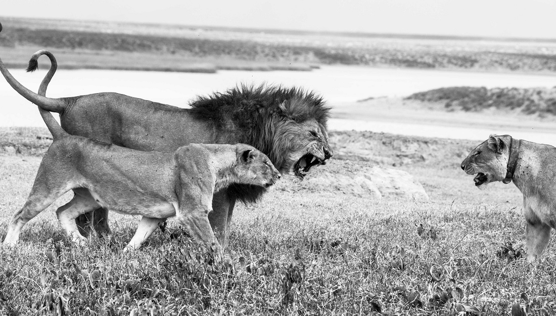 Conflicts