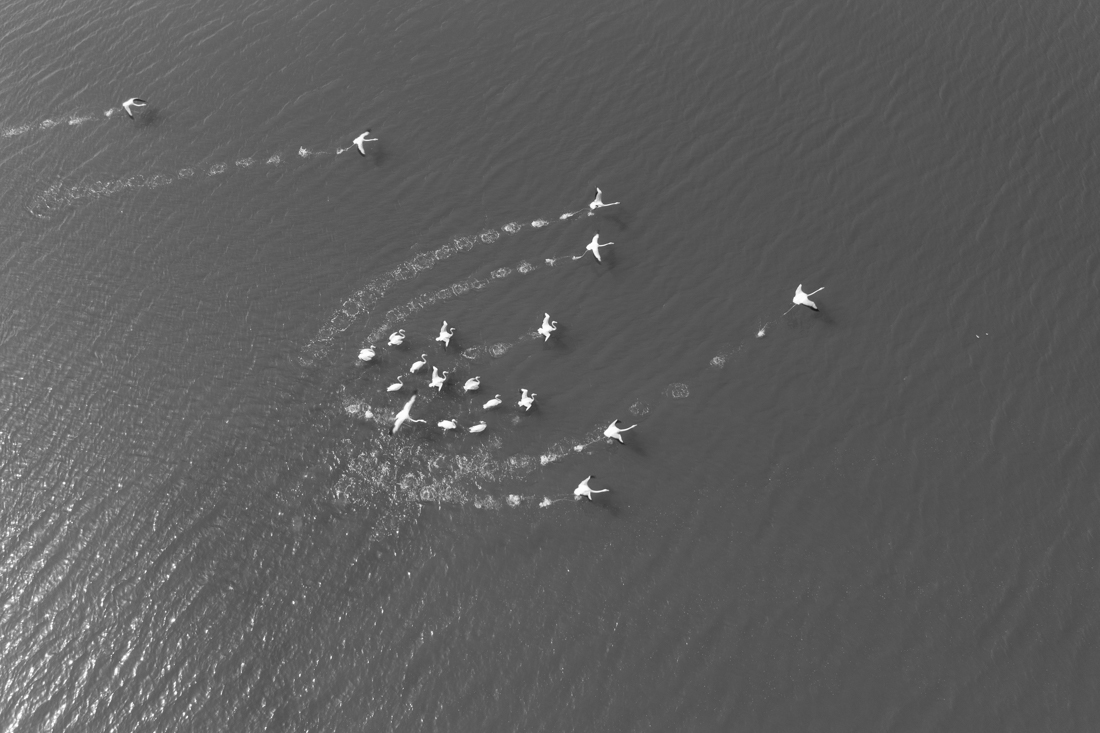 flamingos