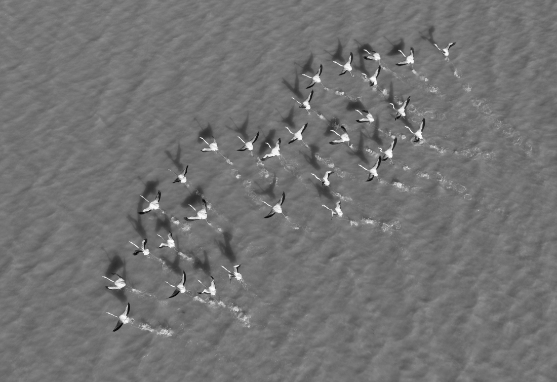 flamingos