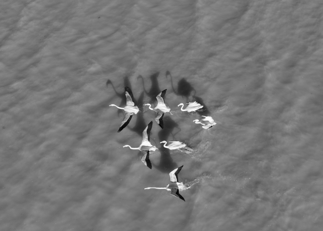 flamingos