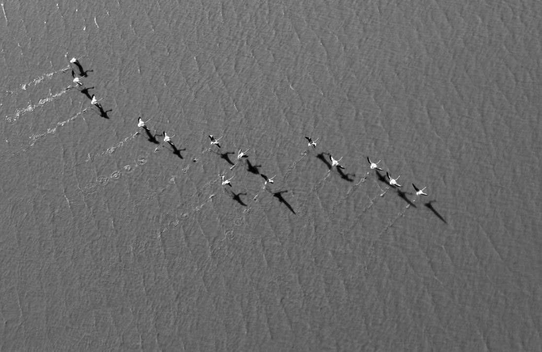 flamingos