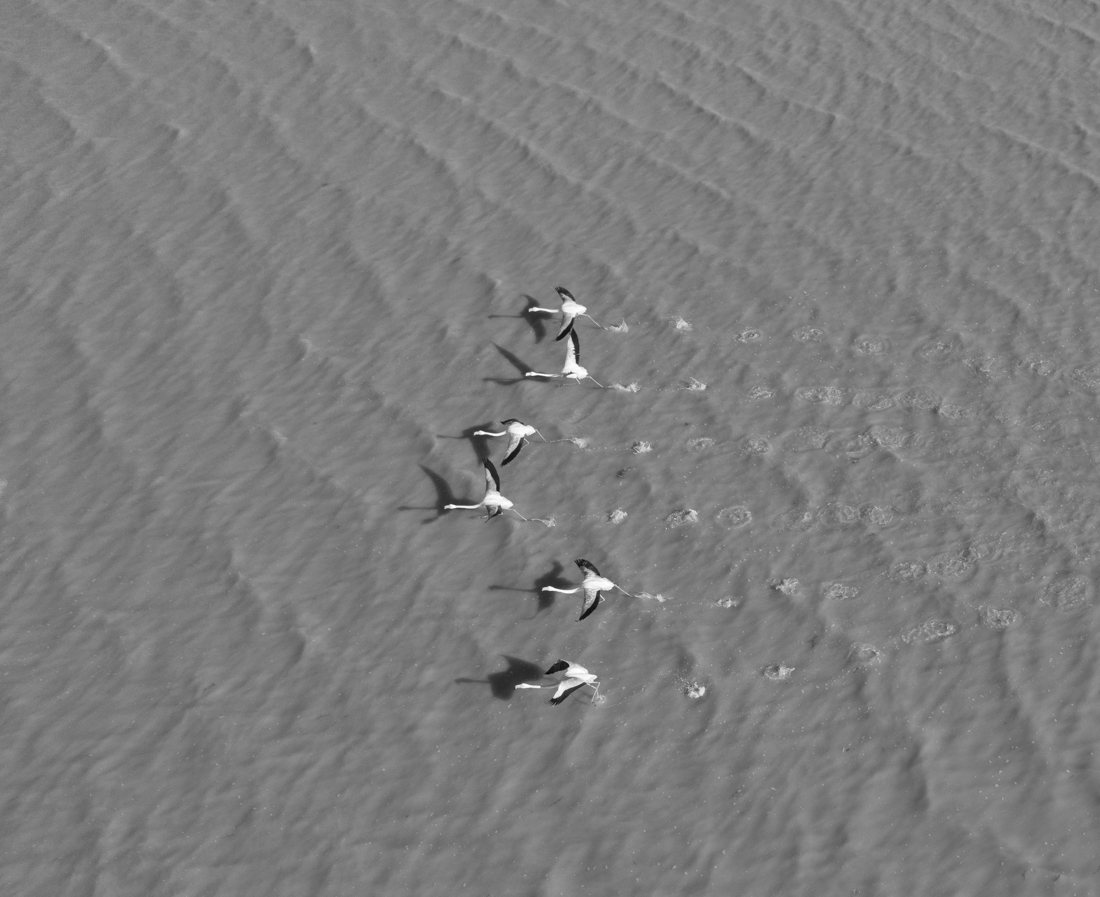 flamingos