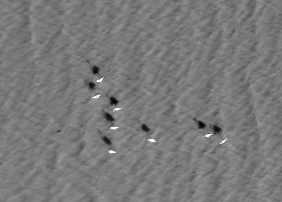 flamingos