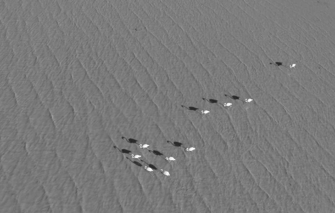 flamingos