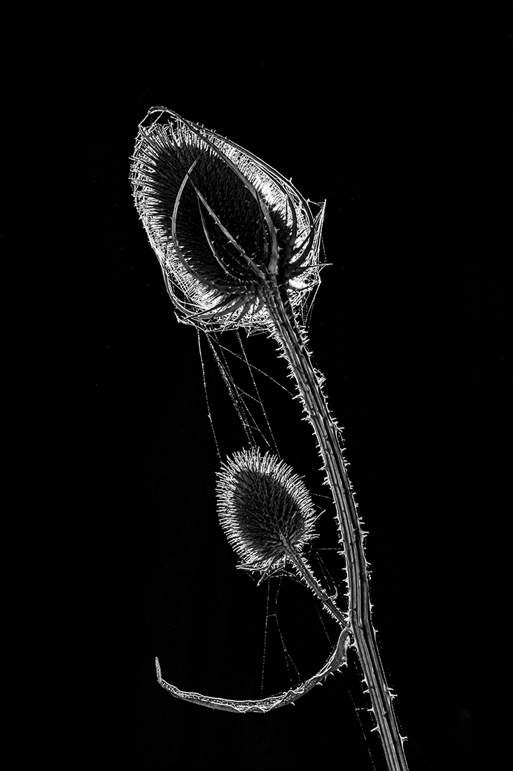 Teasel