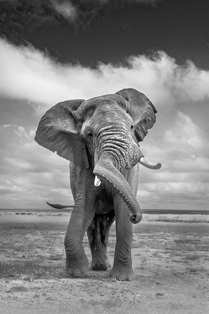 Elephants at Amboseli National Park