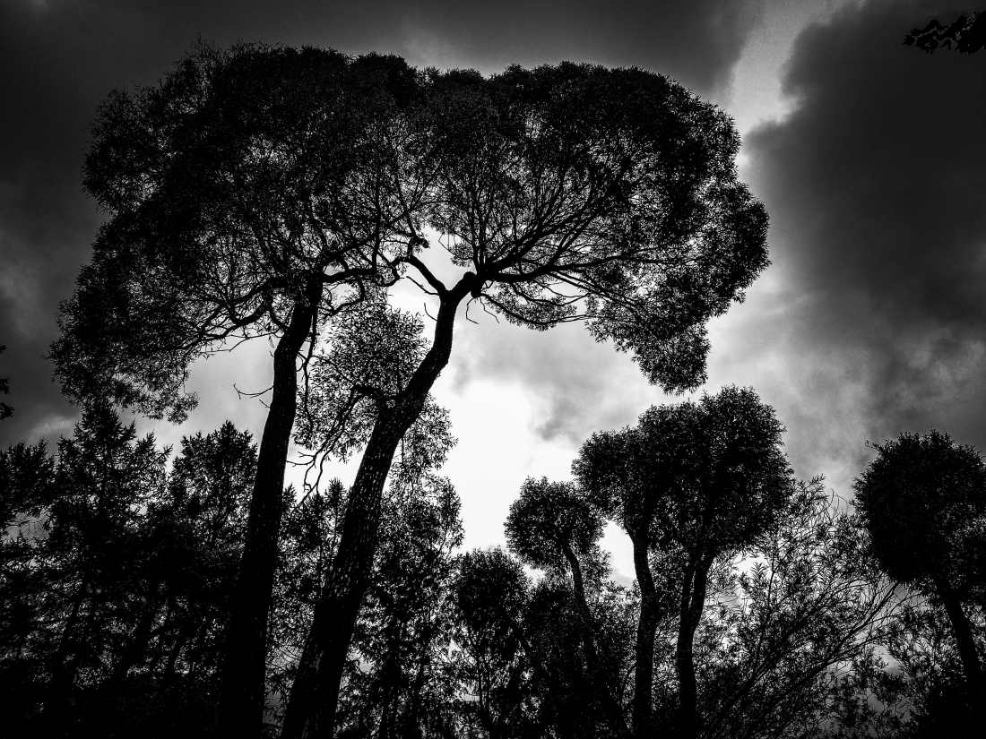 Trees vs clouds