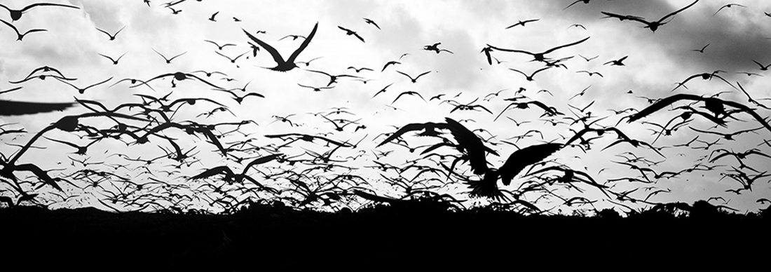 For The Birds