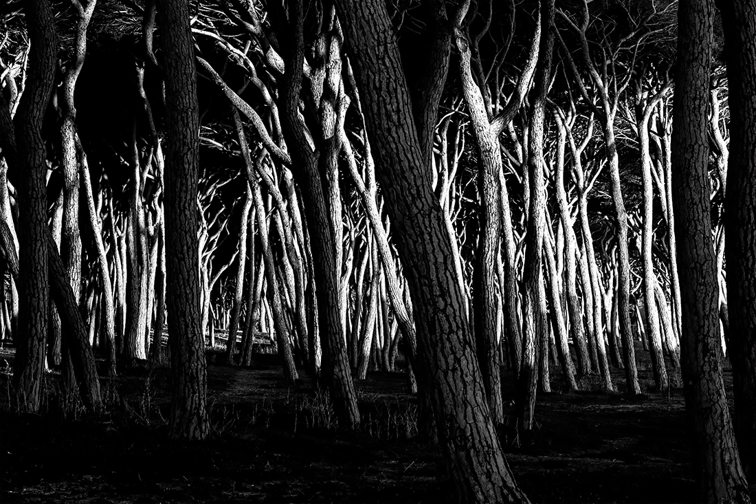  Among the woods and the sea.