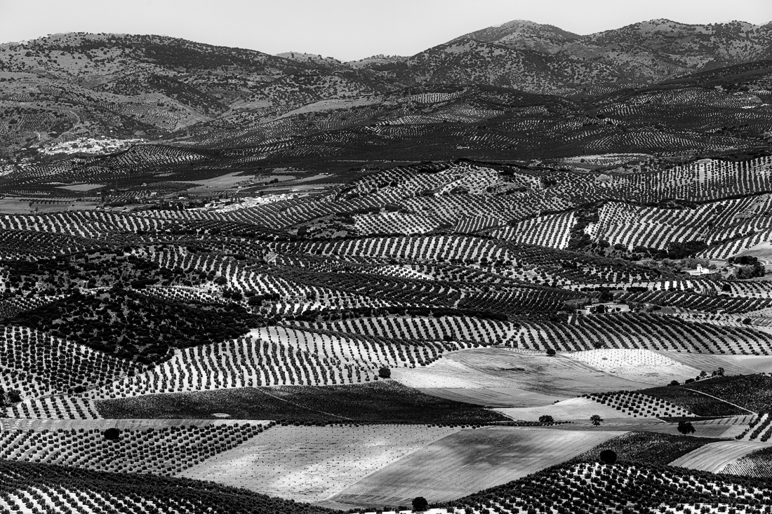 The greed for water - Agriculture in Andalusia