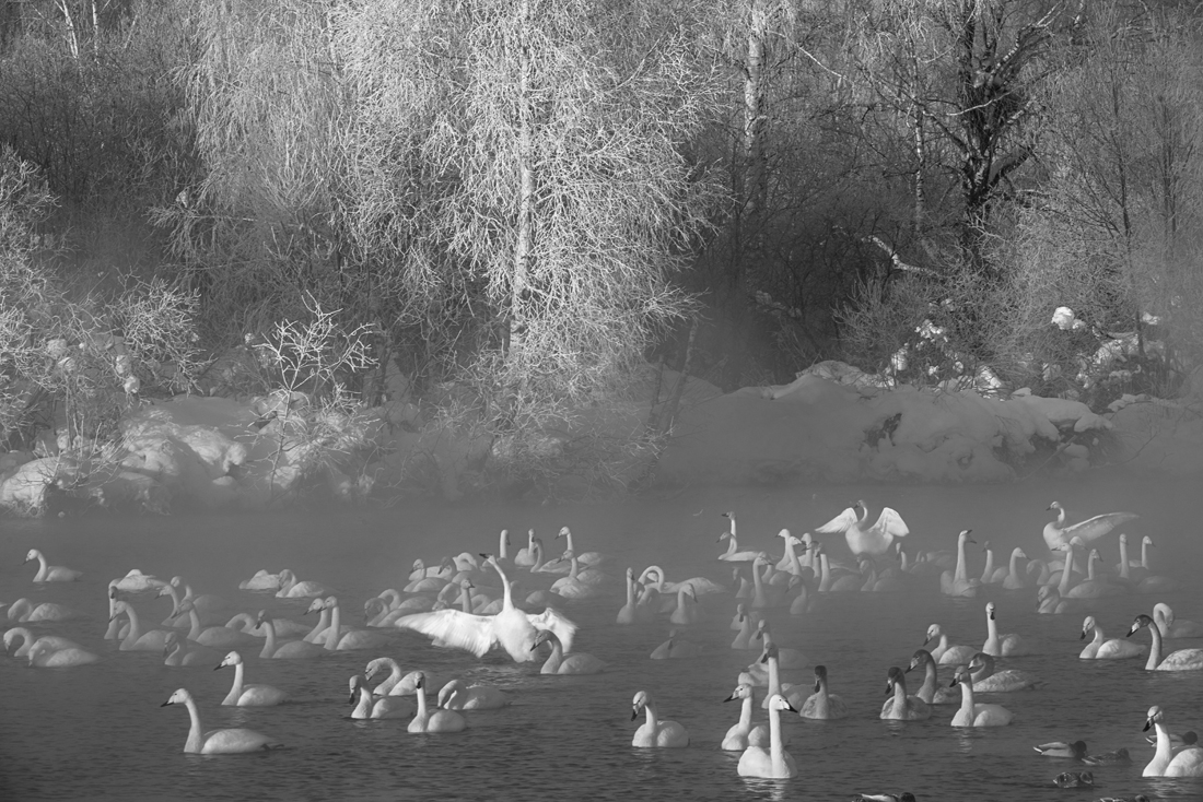 Swans tale that feels like life 